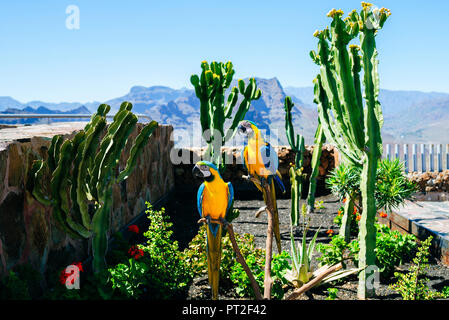 Espagne, Canaries, Gran Canaria, couple de perroquets, bleu et jaune aras Banque D'Images