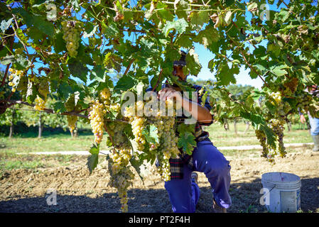 Jeune agriculteur l'homme au travail au cours de la récolte en Italie sur une journée ensoleillée d'automne. Les vignes de raisins blancs pour la production de vin. Banque D'Images