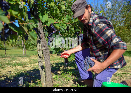 Jeune agriculteur l'homme au travail au cours de la récolte en Italie sur une journée ensoleillée d'automne. Les vignes de raisins rouges pour la production de vin. Banque D'Images