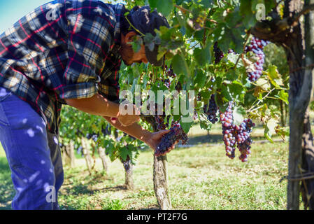 Jeune agriculteur l'homme au travail au cours de la récolte en Italie sur une journée ensoleillée d'automne. Les vignes de raisins rouges pour la production de vin. Banque D'Images