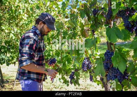 Jeune agriculteur l'homme au travail au cours de la récolte en Italie sur une journée ensoleillée d'automne. Les vignes de raisins rouges pour la production de vin. Banque D'Images