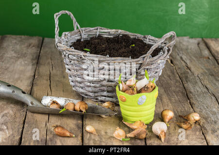 Pour la plantation des bulbes de tulipes Banque D'Images