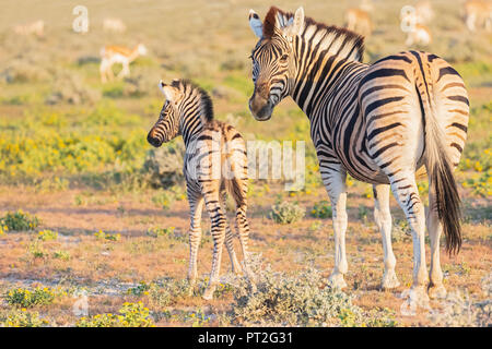 L'Afrique, la Namibie, Etosha National Park, burchell Equus quagga burchelli zèbres, jeune animal, animal et la mère Banque D'Images