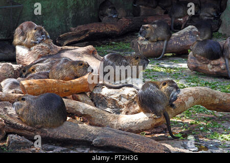 Le ragondin, Myocastor coypus, famille de nutrias assis sur le bois Banque D'Images