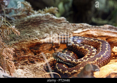 Meadow karstiques, vipère Vipera ursinii macrops est une vipère venimeuse, Banque D'Images