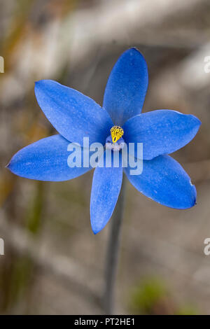 Thelymitra crinita, orchidée bleu Banque D'Images