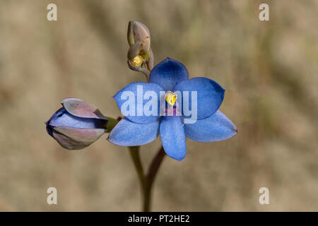 Thelymitra crinita, orchidée bleu Banque D'Images