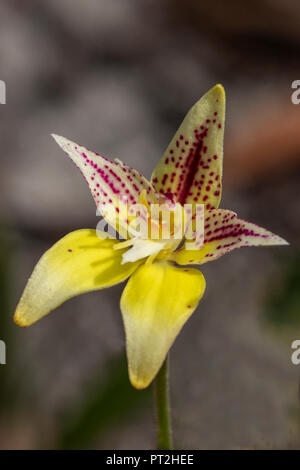 Caladenia flava subsp sylvestris, Karri coucou bleu Orchid Banque D'Images