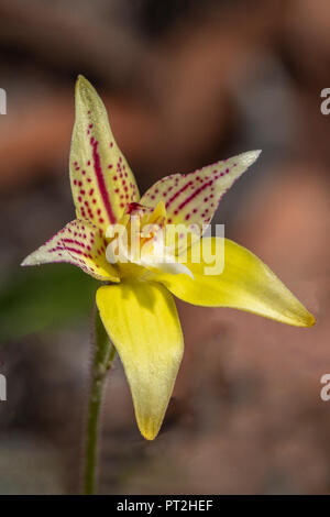 Caladenia flava subsp sylvestris, Karri coucou bleu Orchid Banque D'Images