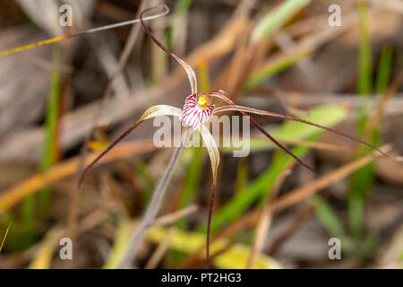 Caladenia polychroma, Joseph Orchidée araignée Banque D'Images