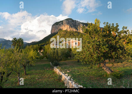 Finca près de Tramuntana, Alaro, Majorque, Îles Baléares, Espagne Banque D'Images