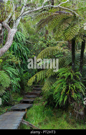 Chemin d'accès à l'affût le trou de fer, forêt de Bébour, la Réunion, France Banque D'Images