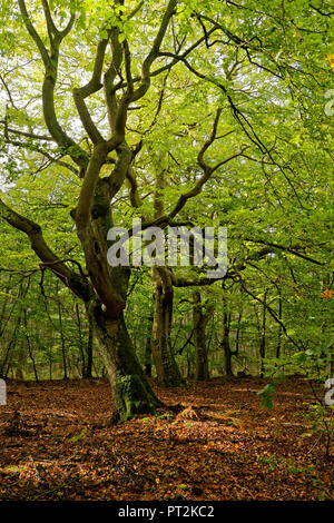 L'humeur de la lumière dans la soirée à Darß West Beach en automne, Poméranie occidentale Lagoon Salon National Park, Mecklembourg-Poméranie-Occidentale, Allemagne Banque D'Images