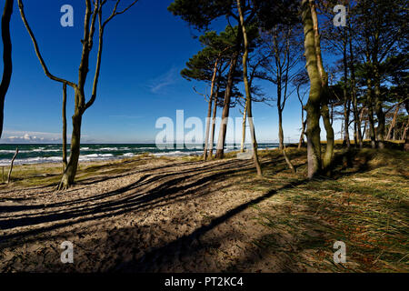 Darß West Beach, Poméranie occidentale Lagoon Salon National Park, Mecklembourg-Poméranie-Occidentale, Allemagne Banque D'Images