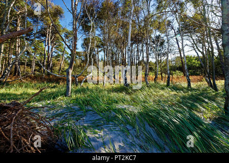 Darß West Beach, Poméranie occidentale Lagoon Salon National Park, Mecklembourg-Poméranie-Occidentale, Allemagne Banque D'Images