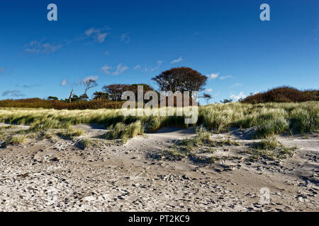 Darß West Beach, Poméranie occidentale Lagoon Salon National Park, Mecklembourg-Poméranie-Occidentale, Allemagne Banque D'Images