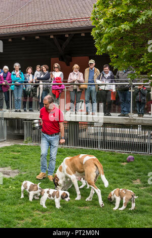 La Suisse, Canton du Valais, vallée du Rhône, District De Martigny, Fondation Barry, Saint Bernard, chiens, élevage, éleveur à jouer avec les chiots Banque D'Images