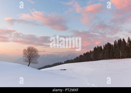 Un seul hêtre sur les pâturages enneigés de Mezzomiglio Cansiglio, Forêt, Préalpes de Belluno, San Lorenzo del Vallo, province de Belluno, Veneto, Italie Banque D'Images