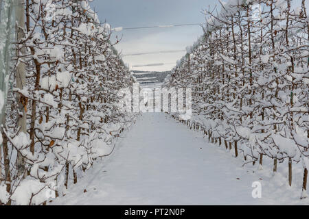 Verger non recouvert de neige, vallée, Trentin Haut Adige, Italie, Europe, Banque D'Images