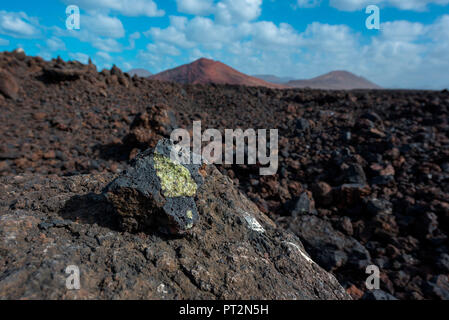 Olivin pierre dans le Parc National de Timanfaya, Lanzarote, Iles Canaries, Espagne, Europe Banque D'Images