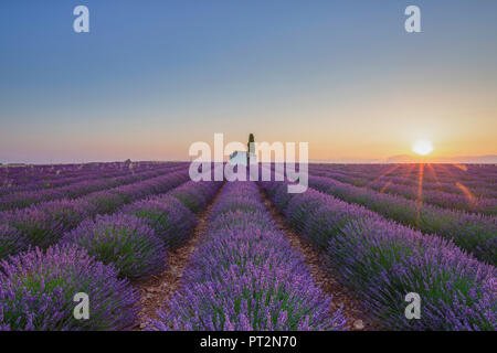 France, Alpes de Haute-Provence, Valensole, champ de lavande au crépuscule Banque D'Images