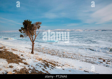 Un pin isolé sur la rive de lac Baïkal frosen, région d'Irkoutsk, en Sibérie, Russie Banque D'Images