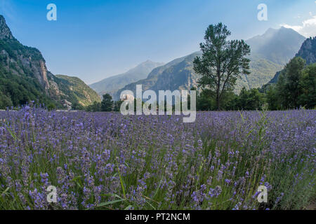 Champ de lavande et Forte di Bard, Bard, de la vallée d'aoste, Italie Banque D'Images