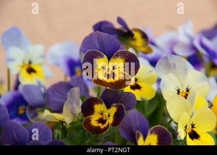 Beau jardin de fleurs pour le printemps en couleurs bleu jaune frais dans la matinée Banque D'Images