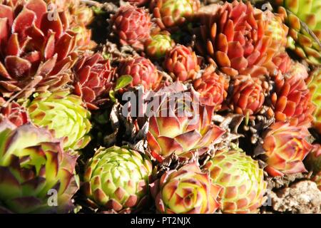 Beau jardin fleurs printemps en couleur jaune rouge le matin frais Banque D'Images