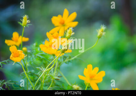 De belles fleurs cosmos jaune dans le fond vert. Cosmos est un genre, avec le même nom commun de cosmos, composée de plantes à fleurs de t Banque D'Images