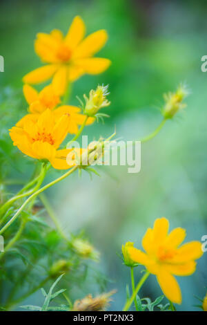 De belles fleurs cosmos jaune dans le fond vert. Cosmos est un genre, avec le même nom commun de cosmos, composée de plantes à fleurs de t Banque D'Images