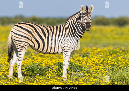 L'Afrique, la Namibie, Etosha National Park, burchell Equus quagga burchelli zèbres, debout, sur le pré des fleurs jaune Banque D'Images