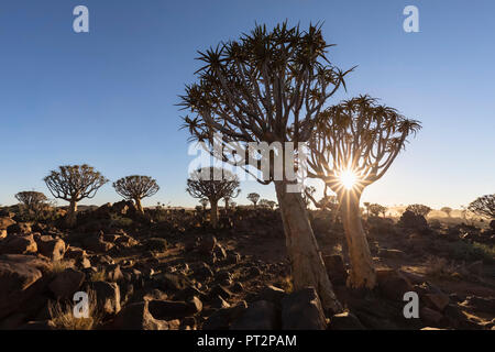 L'Afrique, la Namibie, Keetmanshoop, Quiver Tree Forest au lever du soleil Banque D'Images