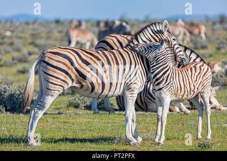 L'Afrique, la Namibie, Etosha National Park, burchell Equus quagga burchelli zèbres,, Mère et jeune animal Banque D'Images