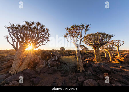 L'Afrique, la Namibie, Keetmanshoop, Quiver Tree Forest au coucher du soleil Banque D'Images