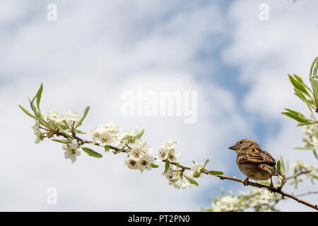 Comme un oiseau sur une branche d'arbre Banque D'Images