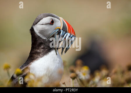 Royaume-uni, Pays de Galles, portrait de macareux moine avec les proies Banque D'Images