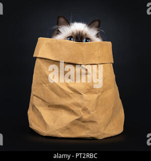 Adorable Sacré de Birmanie seal point excellent cat kitten dans du papier brun dos, juste au-dessus du bord peeping avec seulement les yeux, isolé sur fond noir Banque D'Images