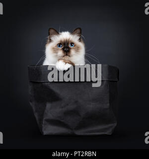 Adorable Sacré de Birmanie seal point excellent cat kitten dans le papier noir en arrière avec une patte sur le bord et à la recherche de lense, isolé sur fond noir Banque D'Images