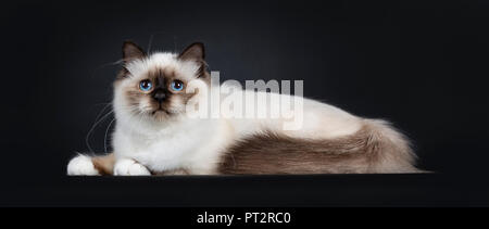 Adorable Sacré de Birmanie seal point excellent cat kitten fixant côté, looking at camera isolé sur fond noir avec queue pliée à côté de b Banque D'Images
