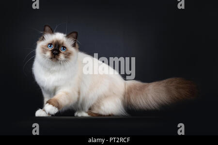 Adorable Sacré de Birmanie seal point excellent cat kitten walking côté , à la caméra ci-dessus isolé sur fond noir Banque D'Images
