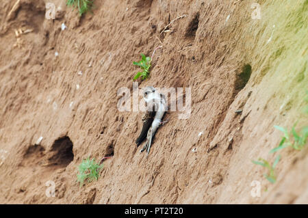 (Riparia riparia) se trouve sur le mur d'une carrière de sable près du terrier. Banque D'Images