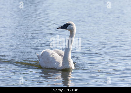 Le cygne nager sur un étang à Vancouver (Canada). Banque D'Images