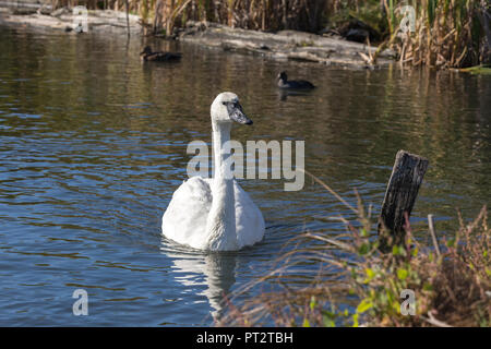 Le cygne nager sur un étang à Vancouver (Canada). Banque D'Images