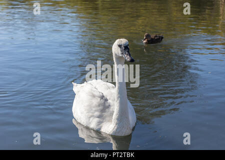 Le cygne nager sur un étang à Vancouver (Canada). Banque D'Images