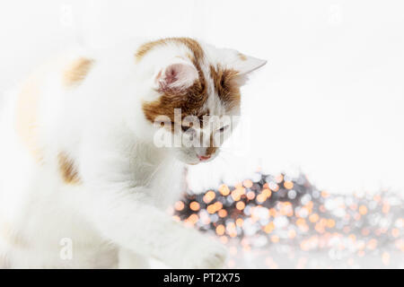 Un chat jouant avec une boule de Noël. Banque D'Images