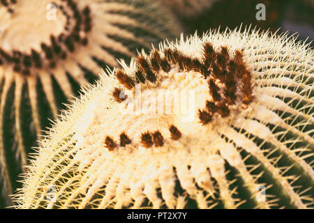 Cactus, golden barrel cactus, bateau à quille, close-up Banque D'Images