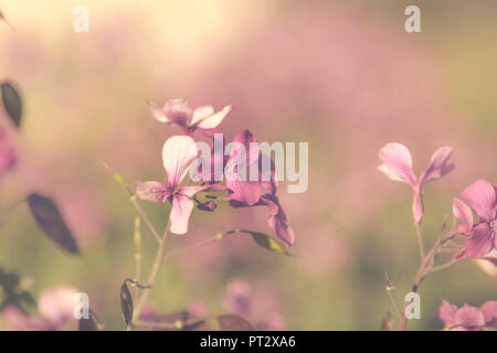 Les petites fleurs violettes dans les jardins de Paris, Banque D'Images