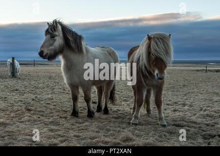 Chevaux Islandais, photographié sur l'Islande à l'automne Banque D'Images