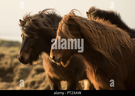 Chevaux Islandais, photographié sur l'Islande à l'automne Banque D'Images